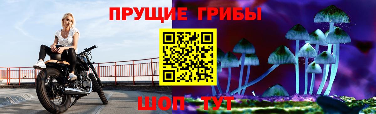 Галлюциногенные грибы Psilocybine cubensis Нововоронеж